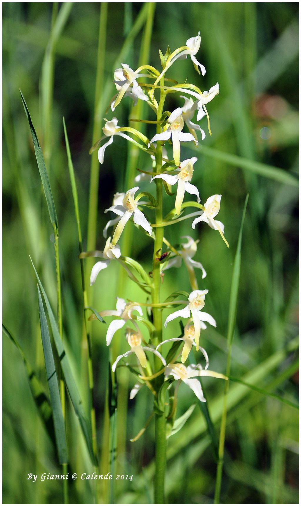 Platanthera bifolia